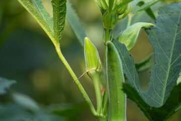 A macro photo of a young green okra pod (ladies' fingers) growing on the plant at a farm.