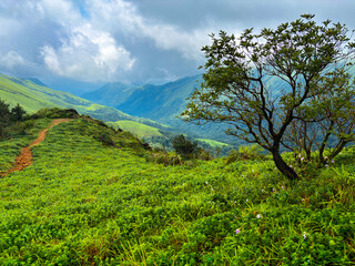 Fototapeta premium Stunning view of mountain landscape blanketed in lush greenery and towering trees. Mist rolls partially obscuring scene and adding ethereal, dreamlike quality.