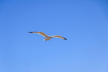 Seagull soaring against a clear blue sky over a coastal landscape during midday