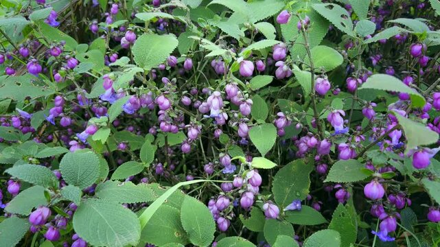Strobilanthes kunthiana, or Kurinji, is a shrub in the bear's breeches family found in the shola forests of the Western Ghats in Karnataka