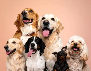 Fotobehang Dierenarts A group portrait of diverse happy dogs against a soft peach backdrop, showcasing various breeds and expressions.  © Sarana