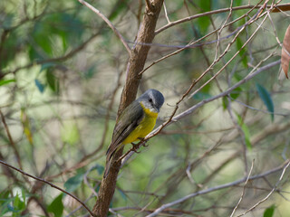 Eastern Yellow Robin (Eopsaltria australis) perched on a branch with green bokeh background