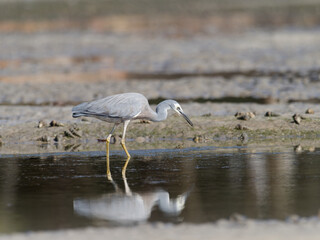 White-faced Heron (Egretta novaehollandiae) patrolling a sandflat at low tide with water in background.