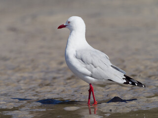 Silver Gull (Chroicocephalus novaehollandiae) standing on an estuary sandflat at low tide