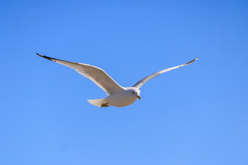 Seagull soaring gracefully in a clear blue sky during a sunny day at the beach