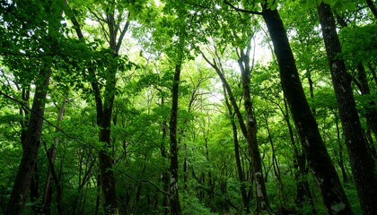 Lush forest canopy