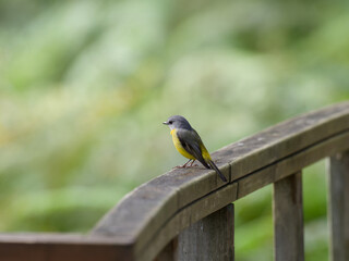 Eastern Yellow Robin (Eopsaltria australis) perched on a timber handrail with green bokeh background