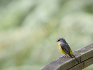 Eastern Yellow Robin (Eopsaltria australis) perched on a timber handrail with green bokeh background