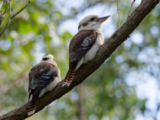 A pair of Laughing Kookaburra (Dacelo novaeguineae) perched in a gumtree in the Australian bush.