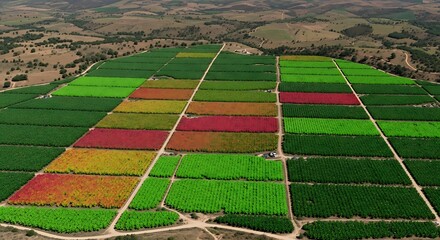 Obraz premium Vibrant aerial view of diverse agricultural fields showcasing a colorful mosaic of crops in various stages of growth, forming a stunning rural landscape pattern from above