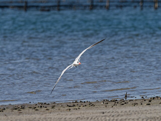 Caspian Tern (Hydroprogne caspia) flying over water  in an estuary.