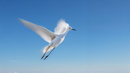 Fototapeta premium White Bird in Flight Against a Clear Blue Sky