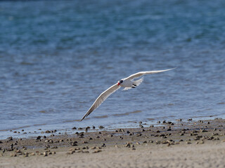 Caspian Tern (Hydroprogne caspia) coming in to land on beach with blue water in background.