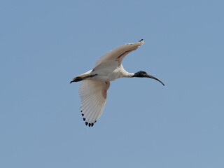 Australian White Ibis (Threskiornis molucca) flying overhead with a clear blue sky background.