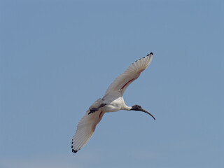 Australian White Ibis (Threskiornis molucca) flying overhead with a clear blue sky background.