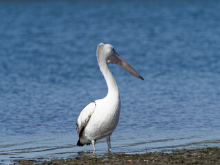 Australian Pelican standing on the estuary shoreline at low tide with stunning blue water background.  (Pelecanus conspicillatus) 