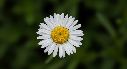 Obraz premium Daisy blossom against dark green backdrop