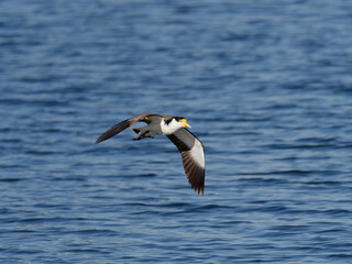 Masked Lapwing (Vanellus miles) in flight with spurs showing over water.