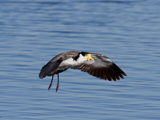 Masked Lapwing (Vanellus miles) gliding in over the water about to land on the shoreline.