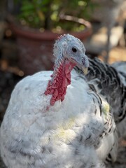 Close-Up of Heritage Farm Turkey in Sunlit Garden. A Free-Range Turkey with Red Wattle in Rustic outdoor Setting/