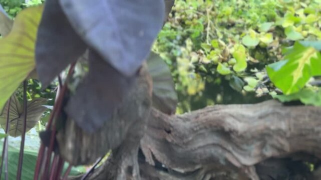 elephant ears and lush plants surround a natural outdoor pond - scenic tranquil daytime water garden scene with ornamental plants and driftwood.