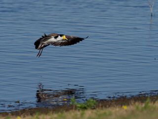 Masked Lapwing (Vanellus miles) gliding in over the water about to land on the shoreline.