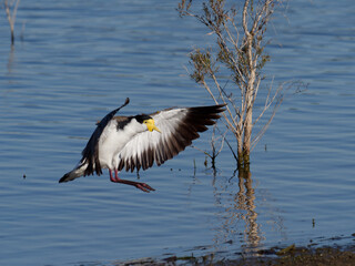 Masked Lapwing (Vanellus miles) gliding in over the water about to land on the shoreline.