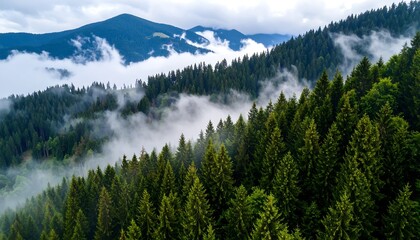 Misty mountain forest (3)