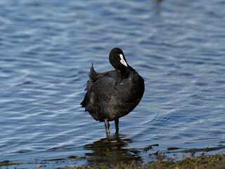 Eurasian Coot or Common Coot (Fulica atra) standing in shallows  or shore with water in background