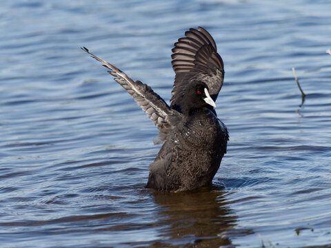 Eurasian Coot or Common Coot (Fulica atra) in water displaying wings