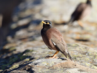 Common Myna or Indian Myna (Acridotheres tristis) perched on a rusty pipe with bokeh background.