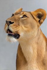 captivating portraits of top  wild animals with cheerful expressions against clean ultrabright background