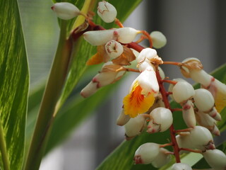 熱帯植物　キフゲットウの花