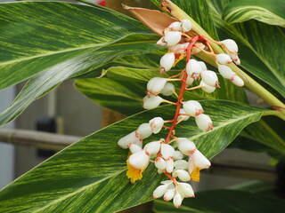 熱帯植物　キフゲットウの花