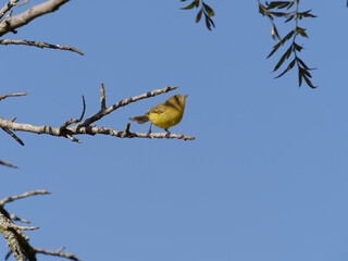 Yellow Thornbill ( Acanthiza nana) perched on a branch with clean blue sky background.