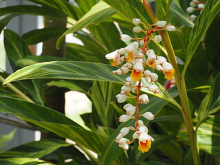 熱帯植物　キフゲットウの花