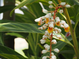 熱帯植物　キフゲットウの花