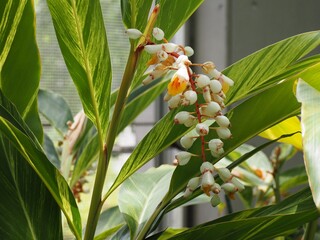 熱帯植物　キフゲットウの花
