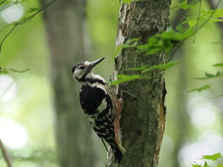 樹木の幹を突くオオアカゲラ