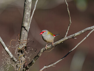 Red-browed Finch (Neochmia temporalis) perched on a branch with brown bokeh background
