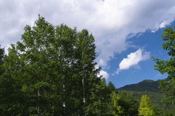 新緑と青空