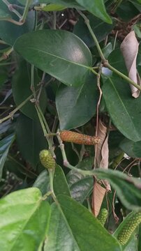 Vertical video close-up of Javanese Long Pepper (cabe jawa) on the vine. Shows both green and ripening fruit, a rare spice used in cooking. A natural, organic ingredient