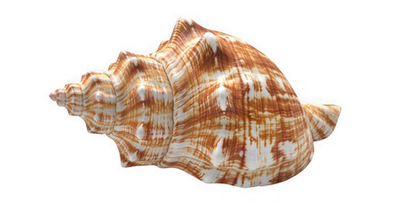 Fototapeta premium Exotic ornate seashell detailed close-up macro photography of a natural marine specimen transparent background