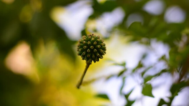Mitragyna speciosa Korth (Kratom) flower on branch, Green leaf background with kratom tree and dark plant leaves Mitragyna Speciosa Korth medicinal plants wide-angle