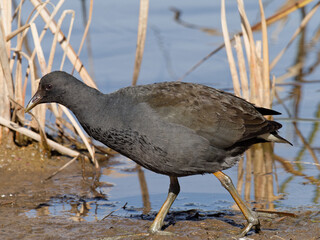 Dusky Moorhen (Gallinula tenebrosa) looking for food in wetland marshes with water in background
