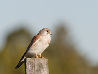 Nankeen Kestrel (Falco enchroides) perched on a wood fence post with bokeh sky and green foliage background at Maitland new South Wales Australia