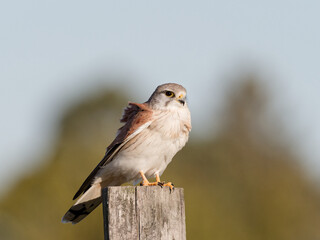 Nankeen Kestrel (Falco enchroides) perched on a wood fence post with bokeh sky and green foliage background at Maitland new South Wales Australia