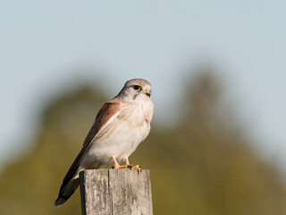 Nankeen Kestrel (Falco enchroides) perched on a wood fence post with bokeh sky and green foliage background at Maitland new South Wales Australia