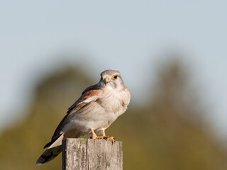 Nankeen Kestrel (Falco enchroides) perched on a wood fence post with bokeh sky and green foliage background at Maitland new South Wales Australia