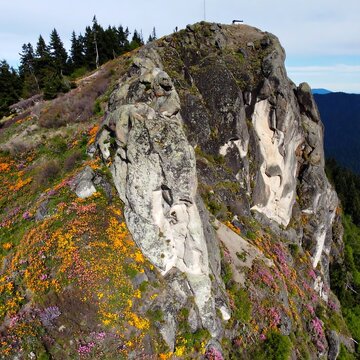 Mountain peak with wildflowers (1)